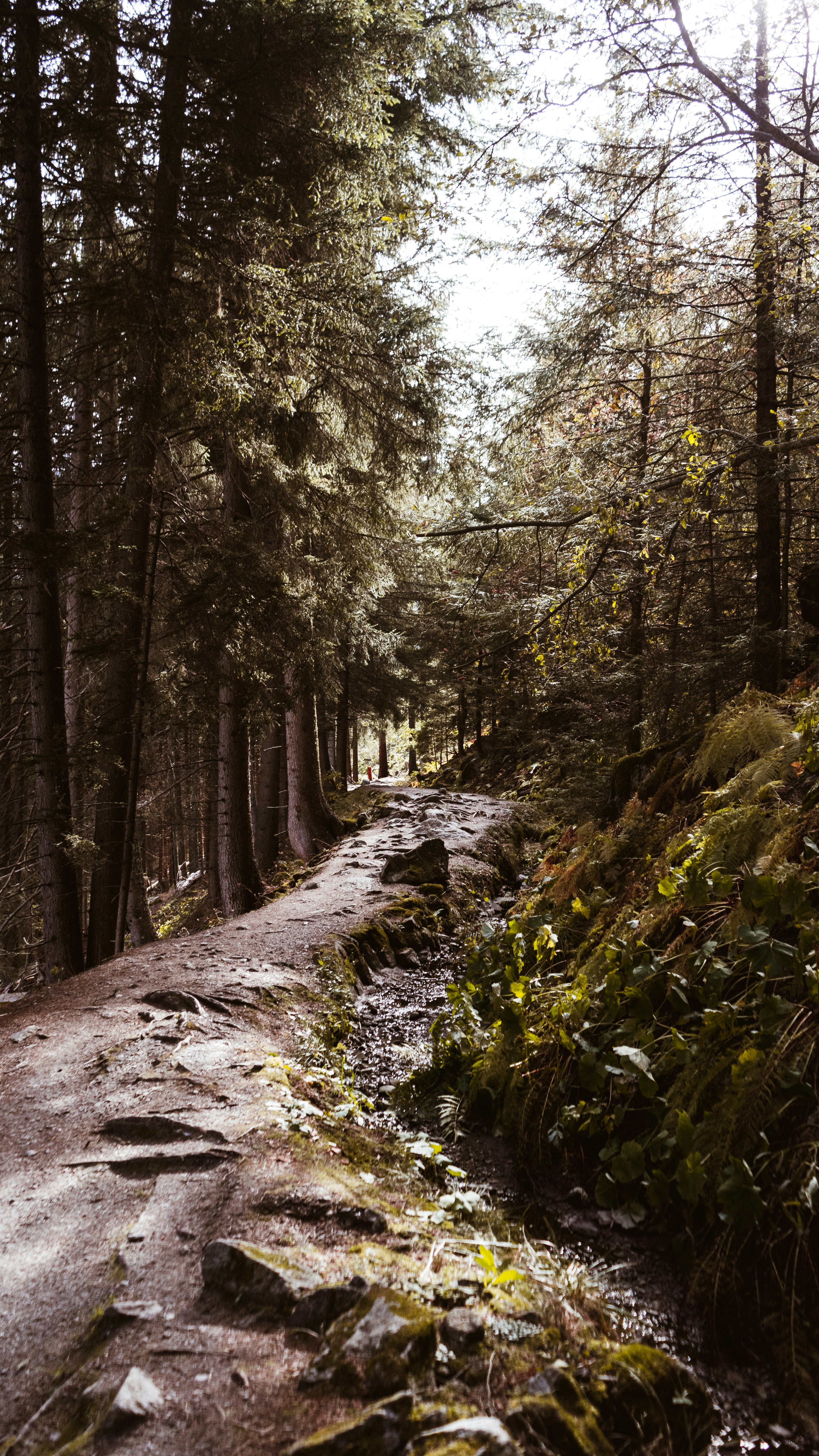 brown pathway between green trees during daytime